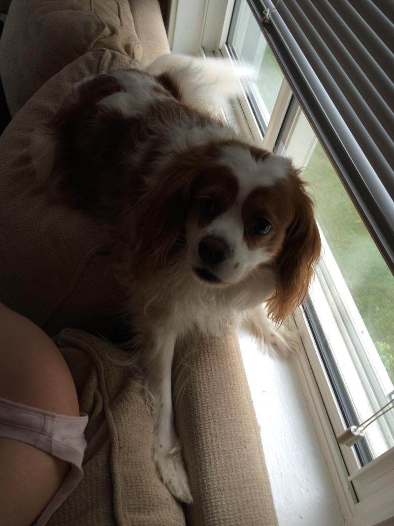 Dog photo after EXIF orientation correction - displayed upright