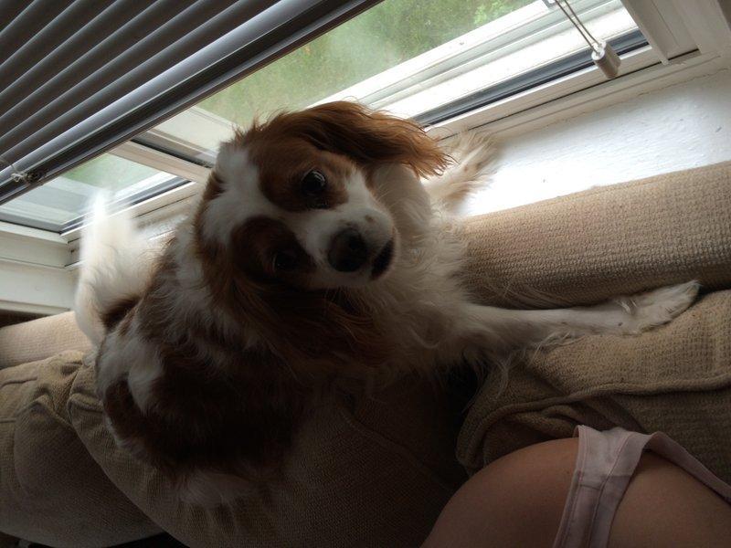 Dog photo with incorrect orientation - displayed sideways